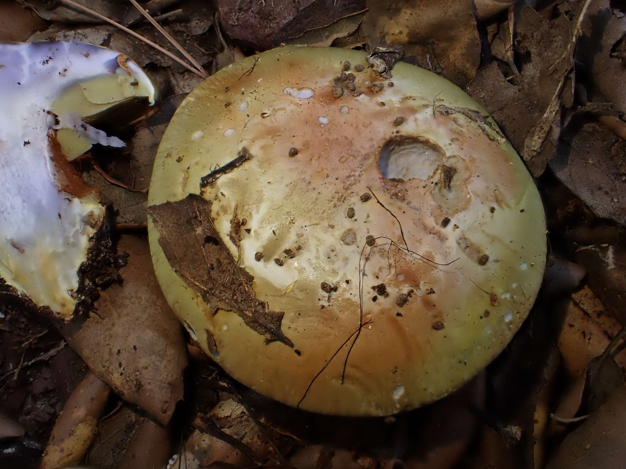 Image of Cortinarius cedretorum Maire 1914