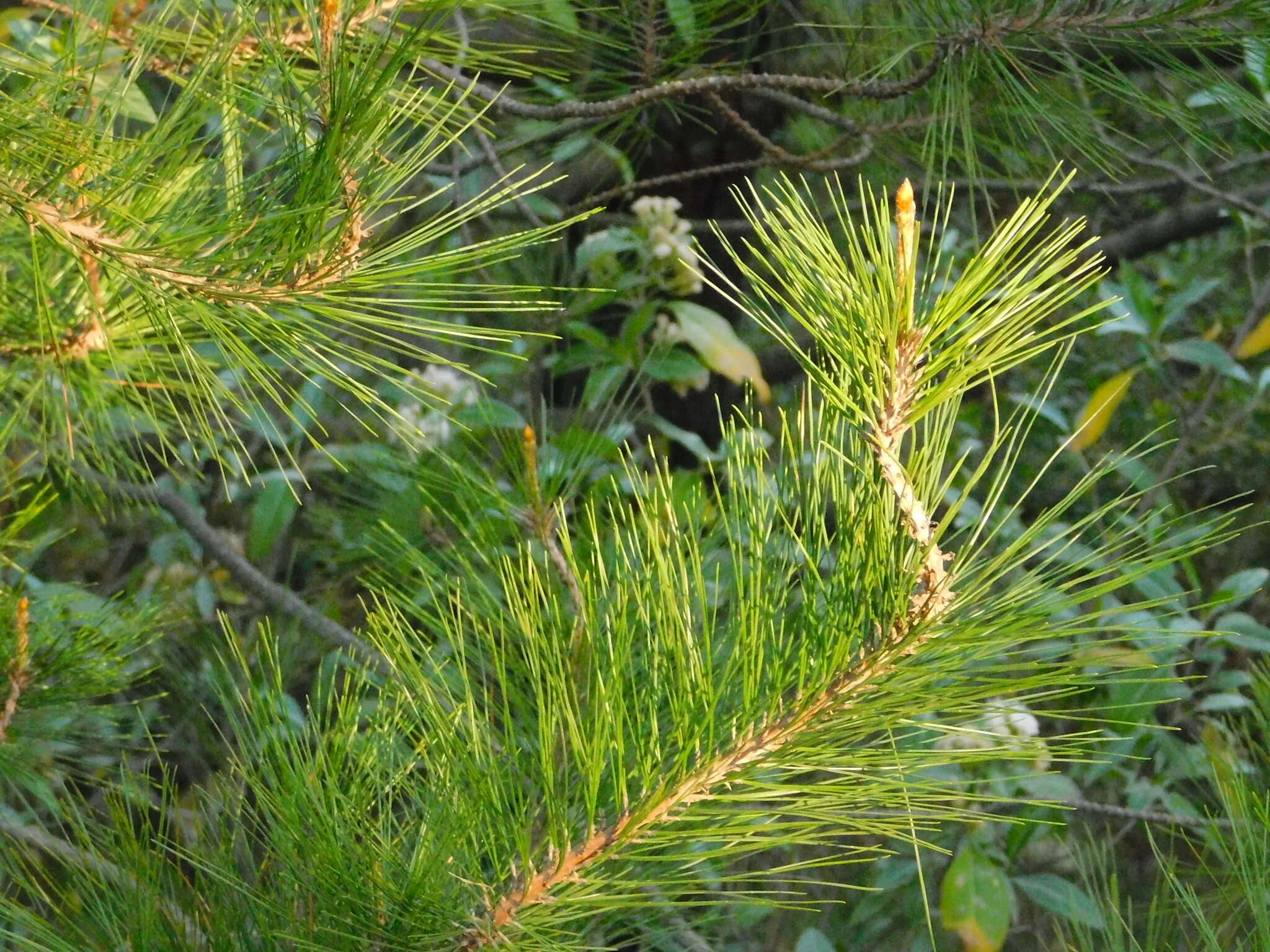 Image of Gregg's pine