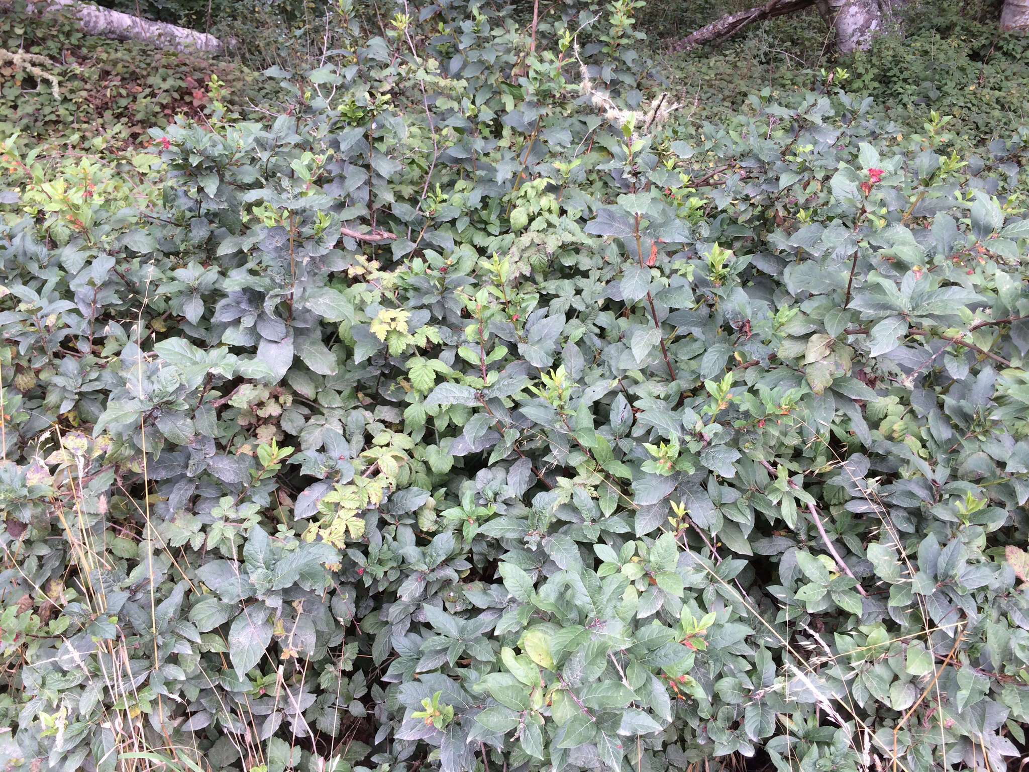 Image of twinberry honeysuckle