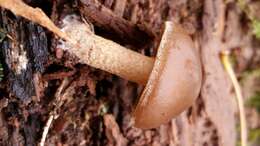 Agrocybe firma (Peck) Singer 1940 resmi