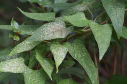 Image of Tylophora aristolochioides Miq.