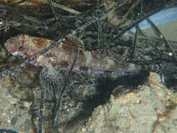 Sivun Gobius cruentatus Gmelin 1789 kuva