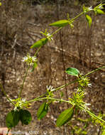 Image of Plectaneia thouarsii Roem. & Schult.