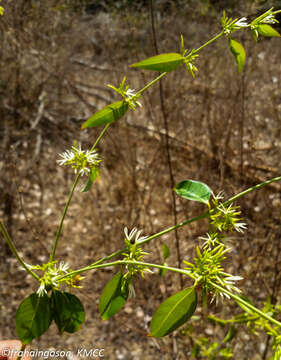 Image of Plectaneia