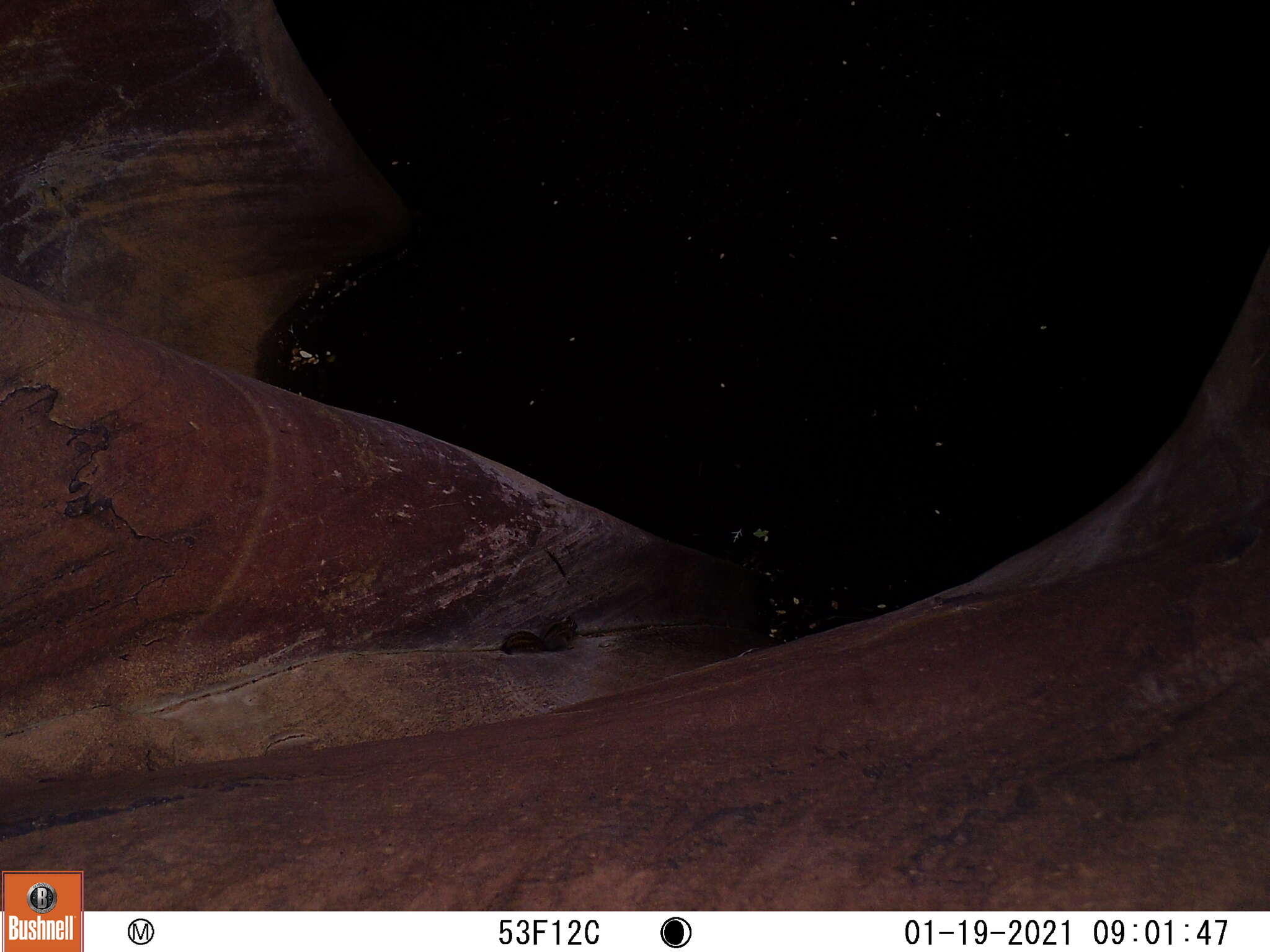 Image of Panamint Chipmunk