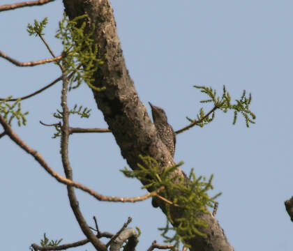 Image of Rock thrush