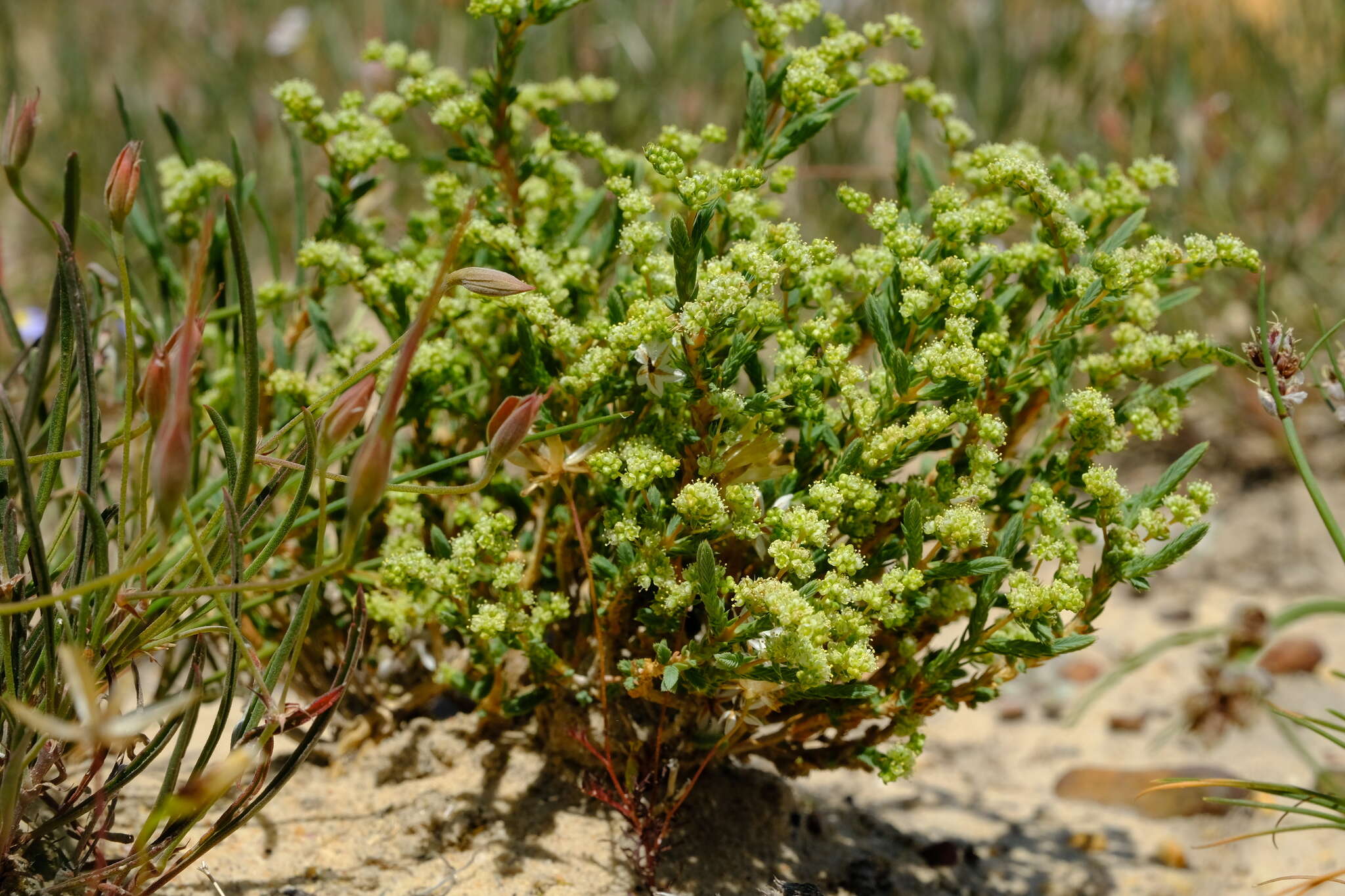 Image of Psammotropha quadrangularis (L. fil.) Fenzl