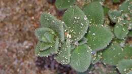 Imagem de Silene succulenta subsp. corsica (DC.) Nym.