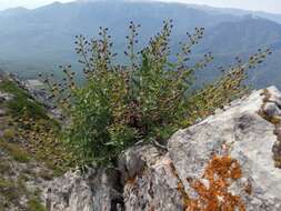 Scrophularia variegata subsp. rupestris (Bieb. ex Willd.) Grau resmi