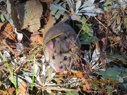 Image of Mexican woodrat