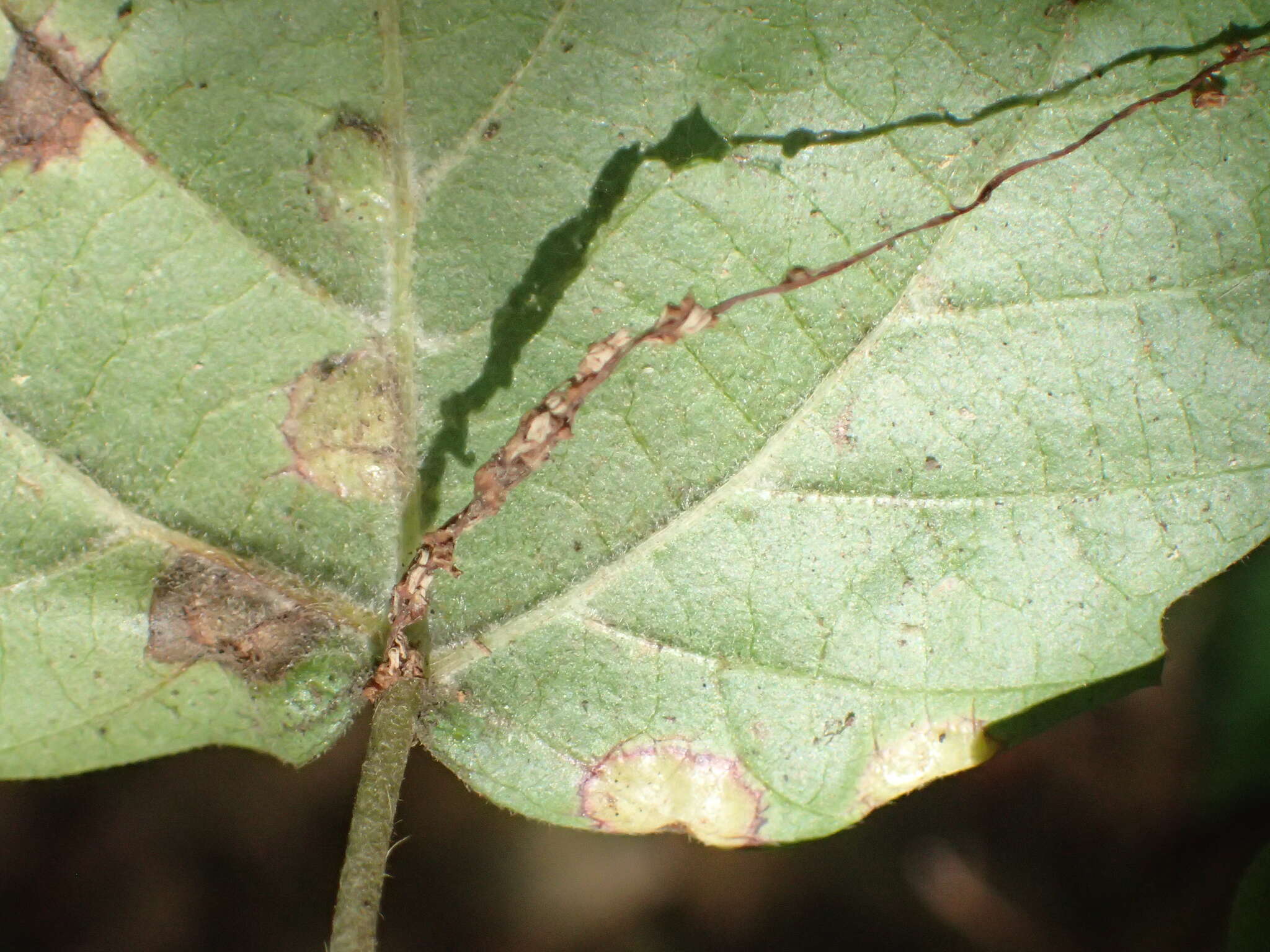 Image of Sackenomyia commota Gagne 1975