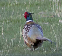 Imagem de Phasianus colchicus torquatus Gmelin & JF 1789