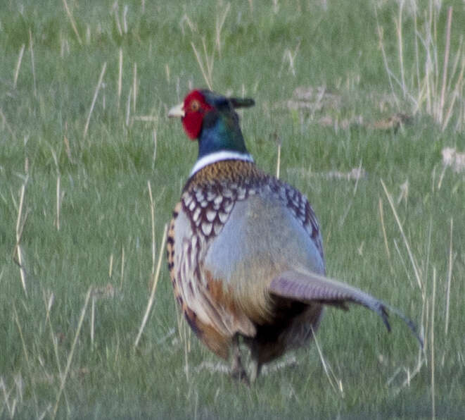 Image of Chinese Ring-necked Pheasant