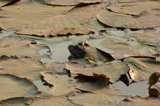 Image of American Bullfrog