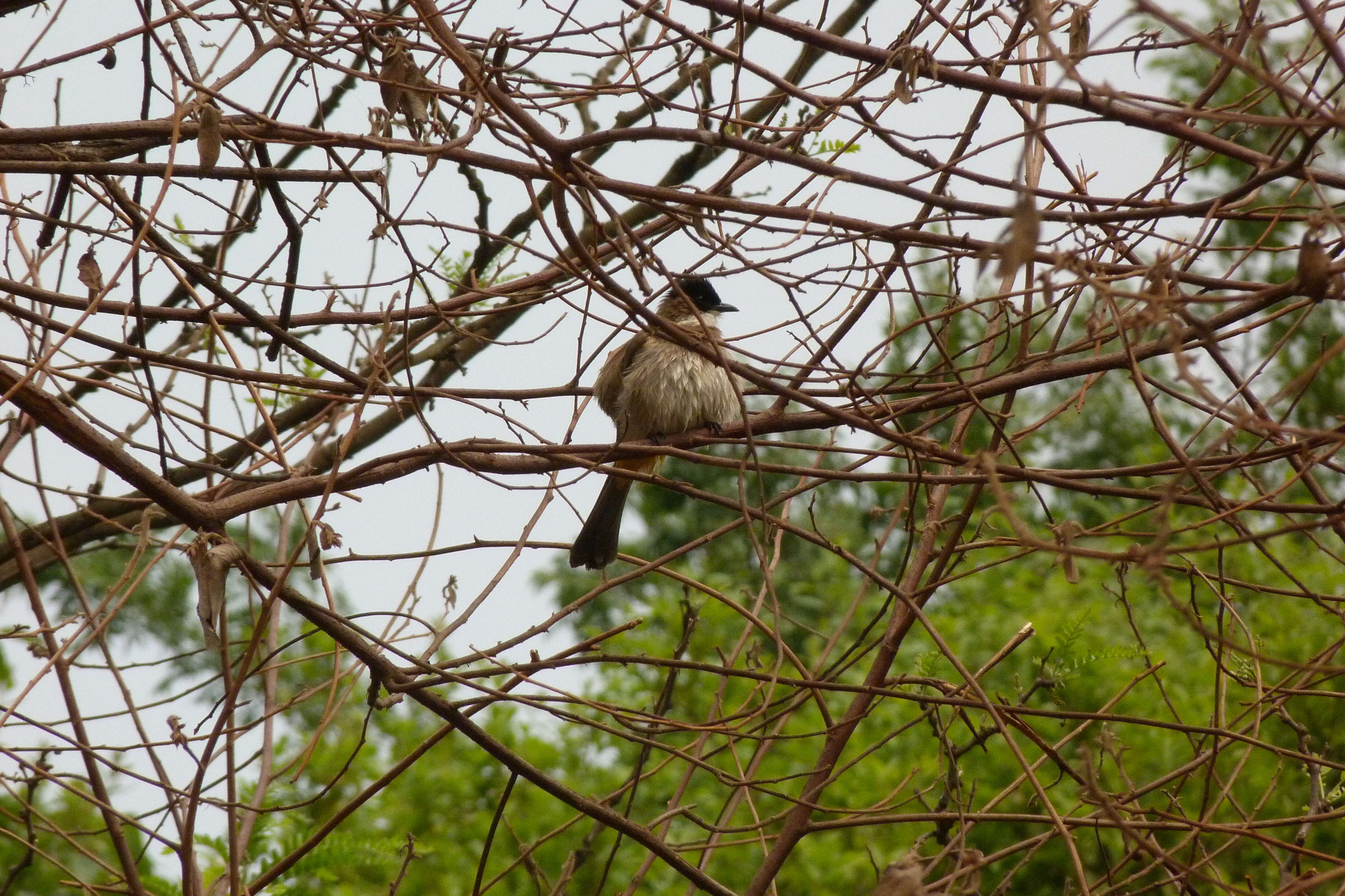 Image of Brown-breasted Bulbul