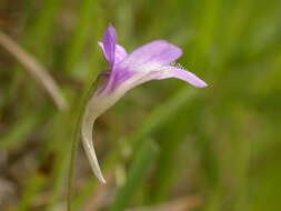 Image of Pinguicula caussensis (Casper) Roccia