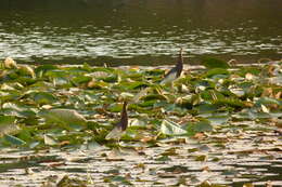 Image of Chinese Pond Heron