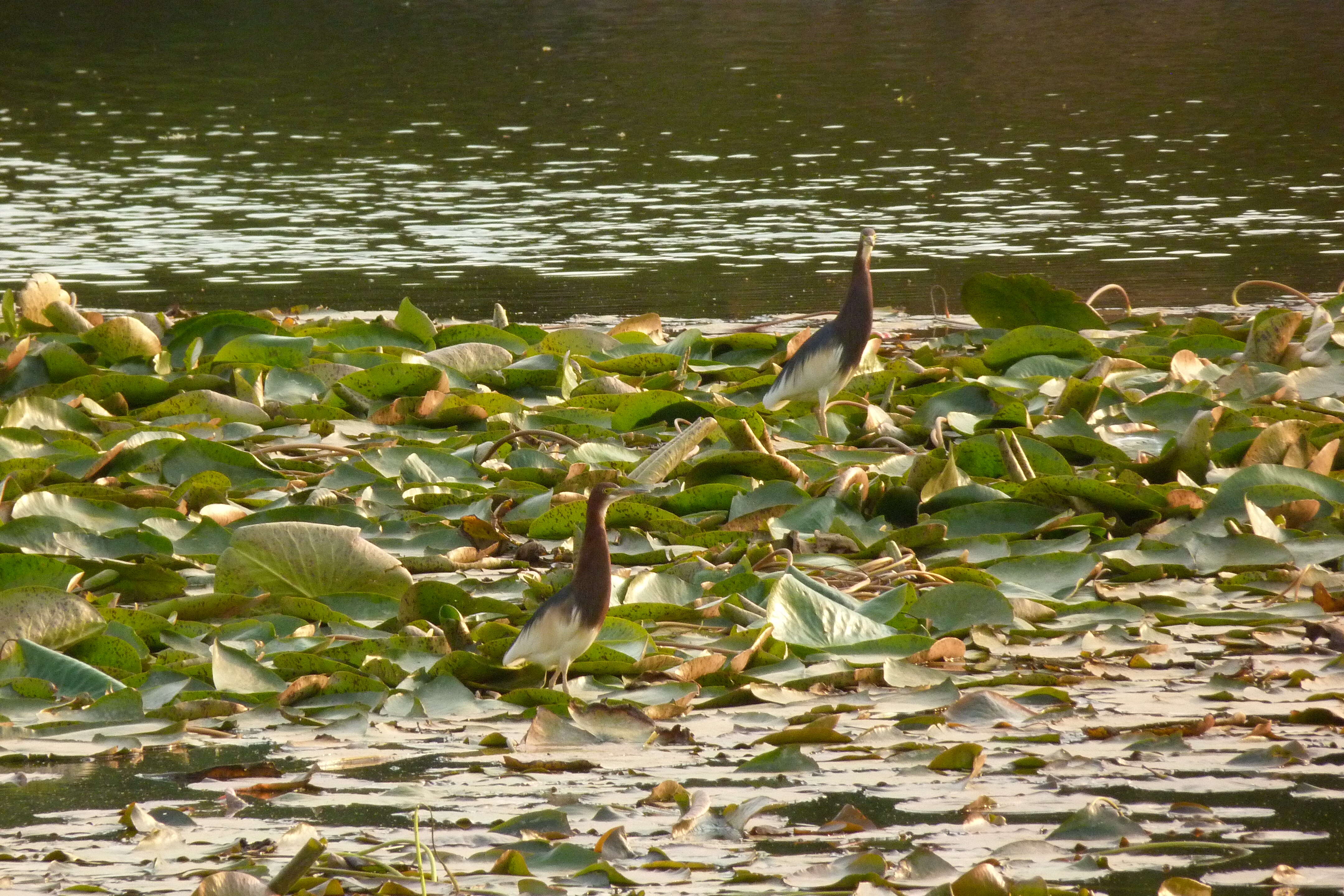 Image of Chinese Pond Heron