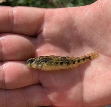 Image of Snubnose Darter