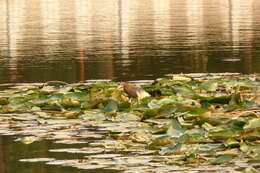 Image of Chinese Pond Heron