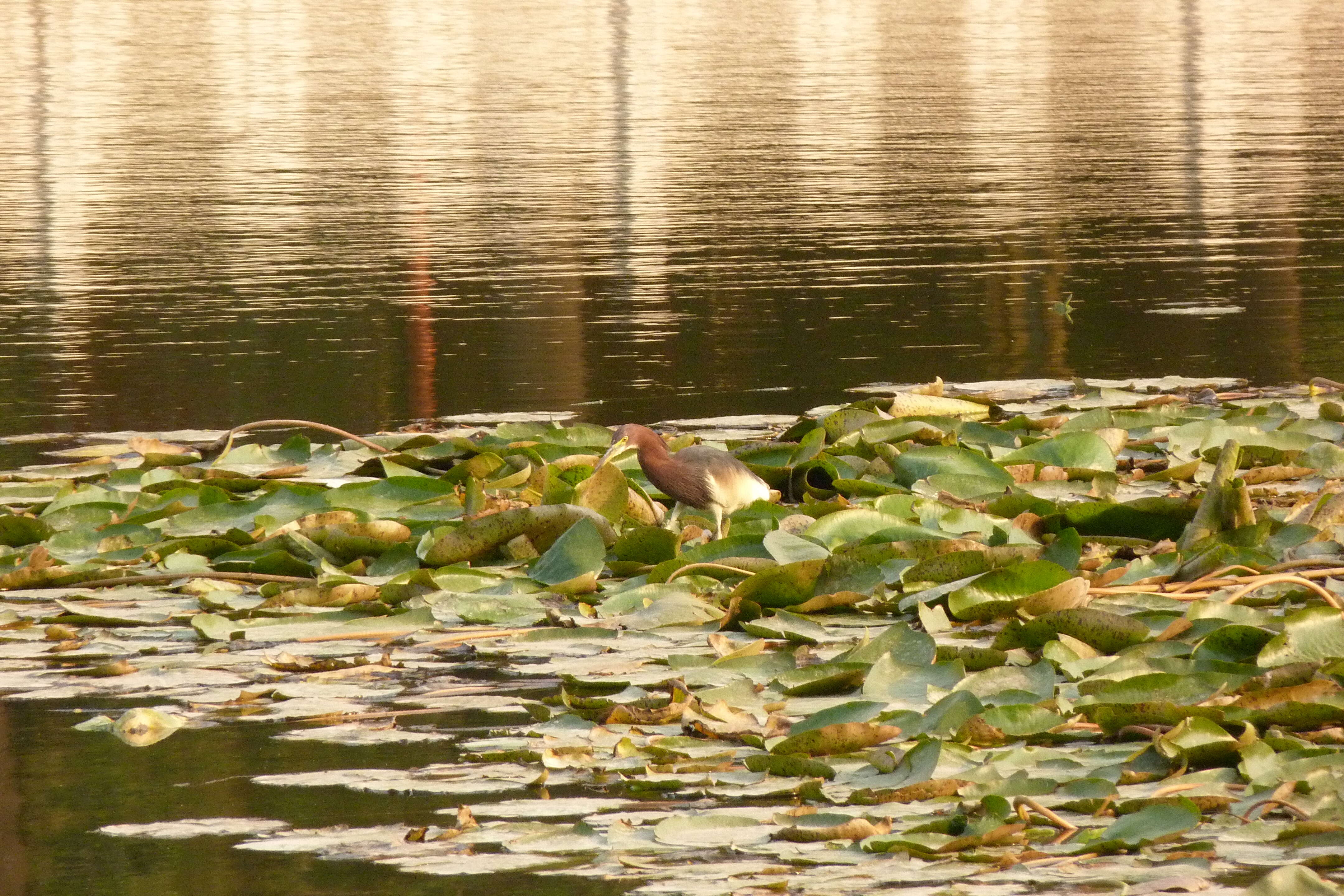 Image of Chinese Pond Heron