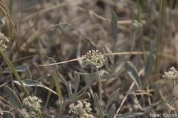 Image of fewflower buckwheat