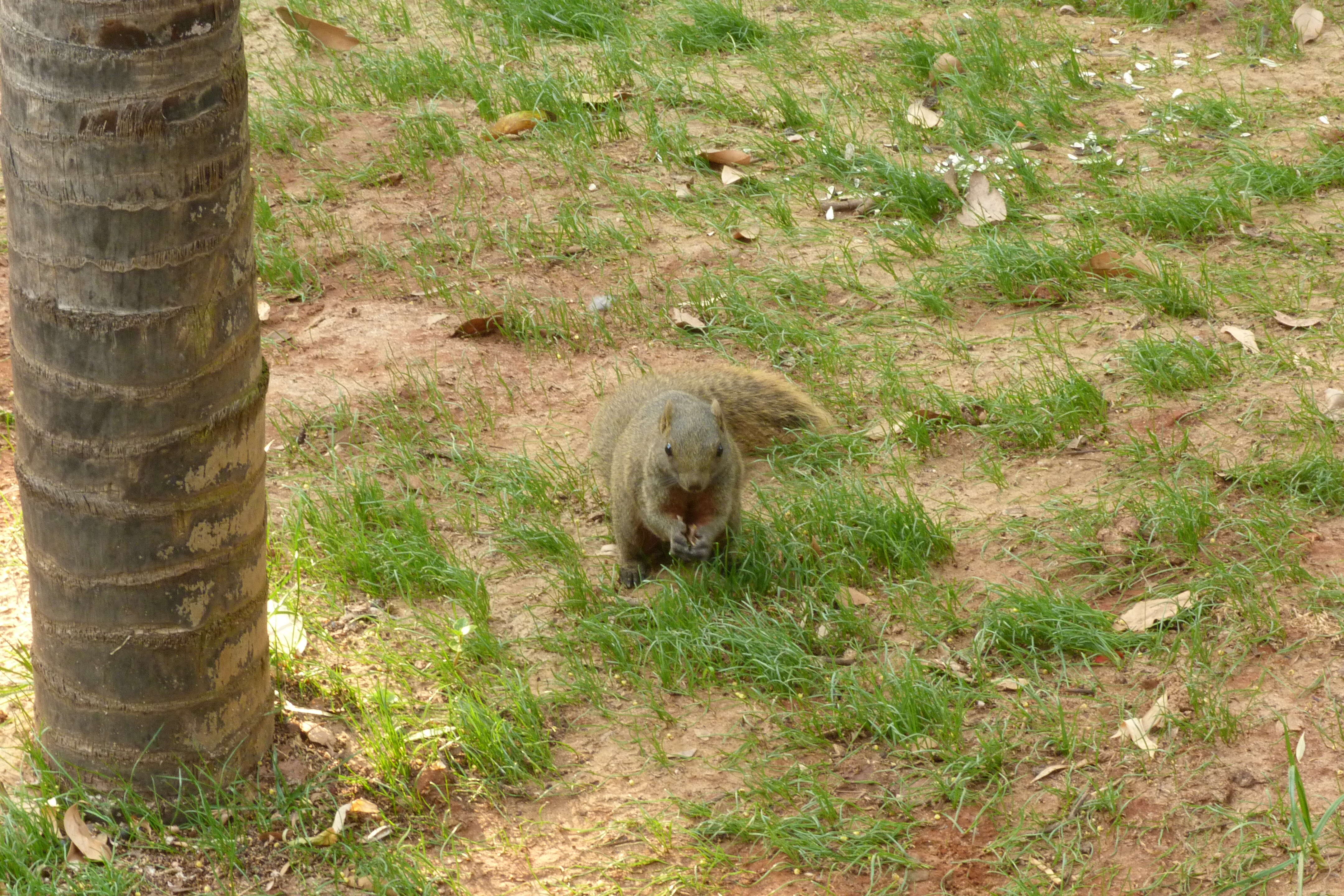 Image of Pallas's Squirrel