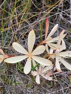 Image of Geissorhiza confusa Goldblatt