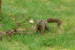 Image of Pallas's Squirrel