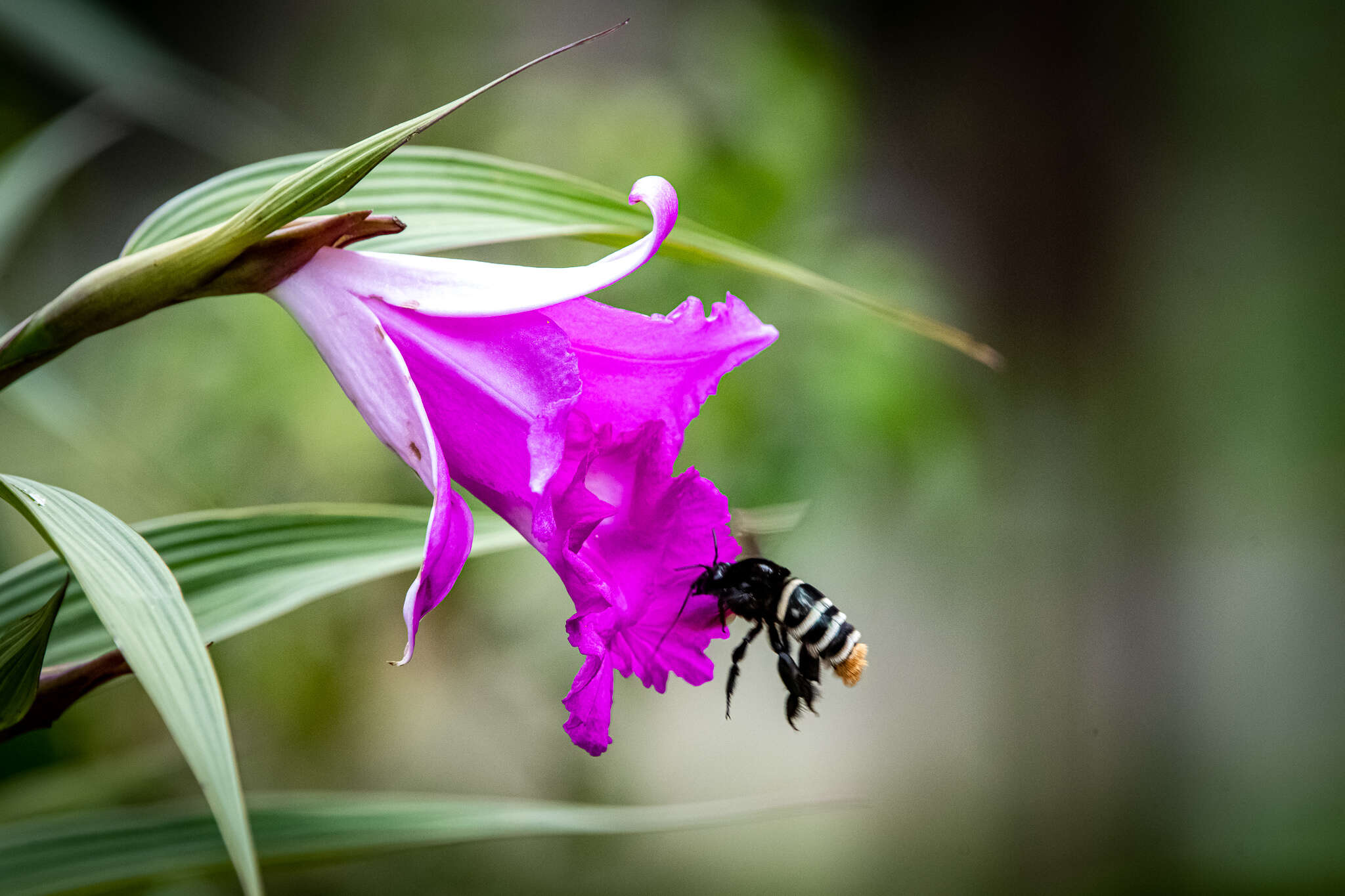 Imagem de Sobralia macrantha Lindl.