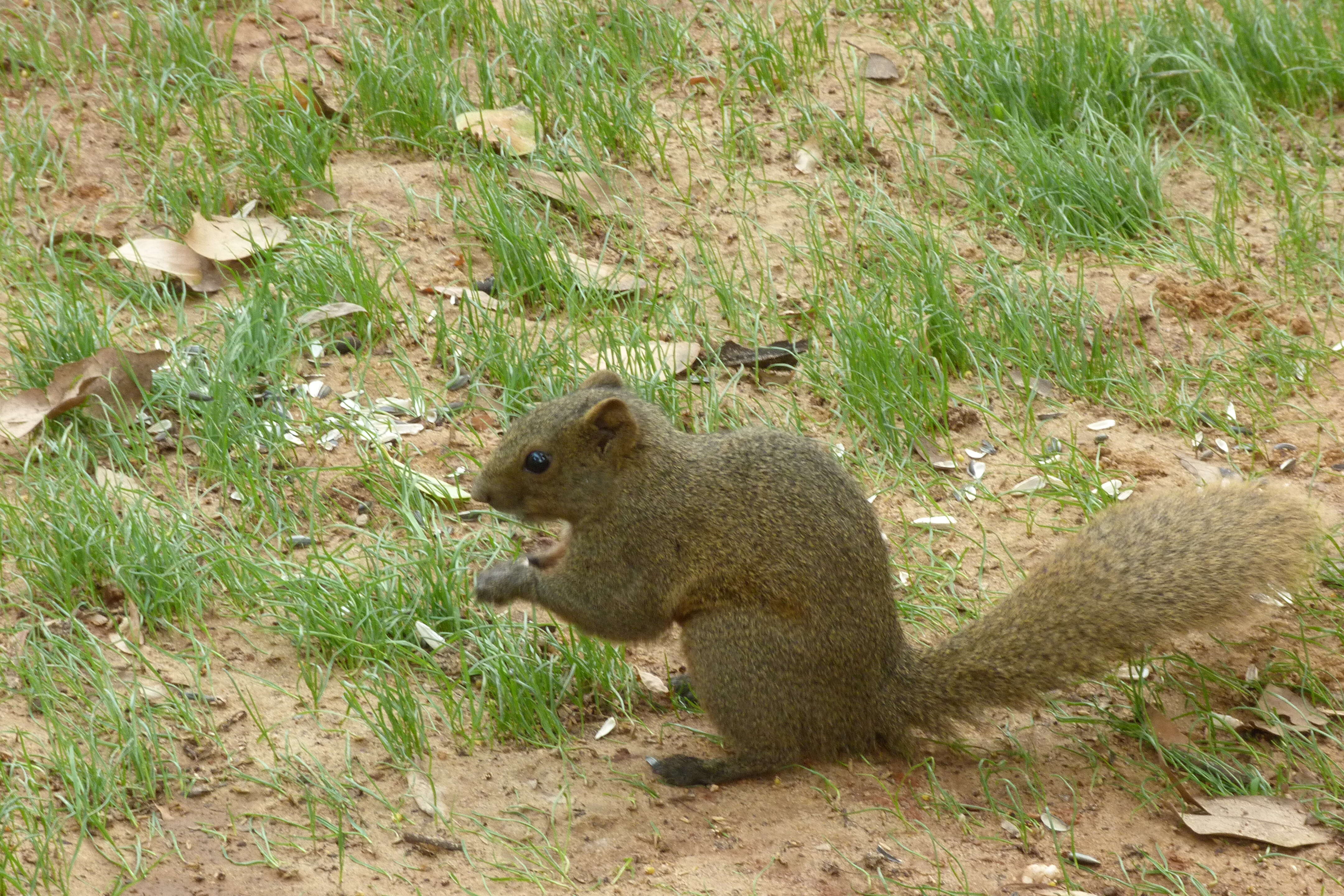 Image of Callosciurus Gray 1867