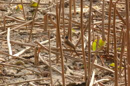 Image of Brown-breasted Bulbul