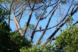 Image of Black Sparrowhawk