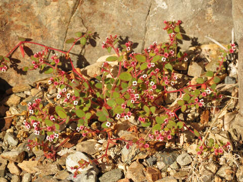 Euphorbia arizonica Engelm. resmi