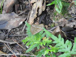 Image of Yellow Dryad