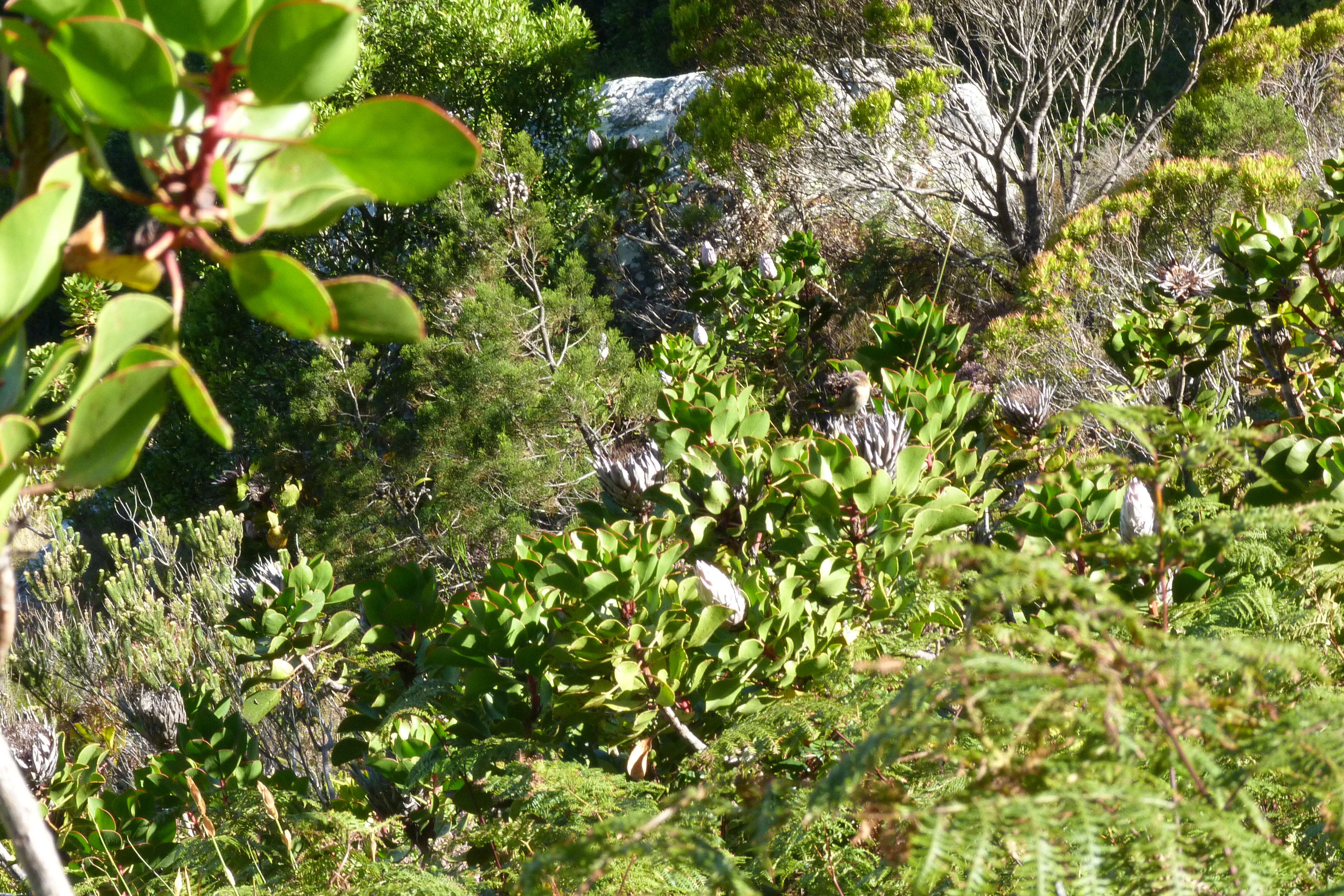 Imagem de Protea cynaroides (L.) L.