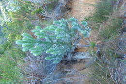 Image of Silver tree