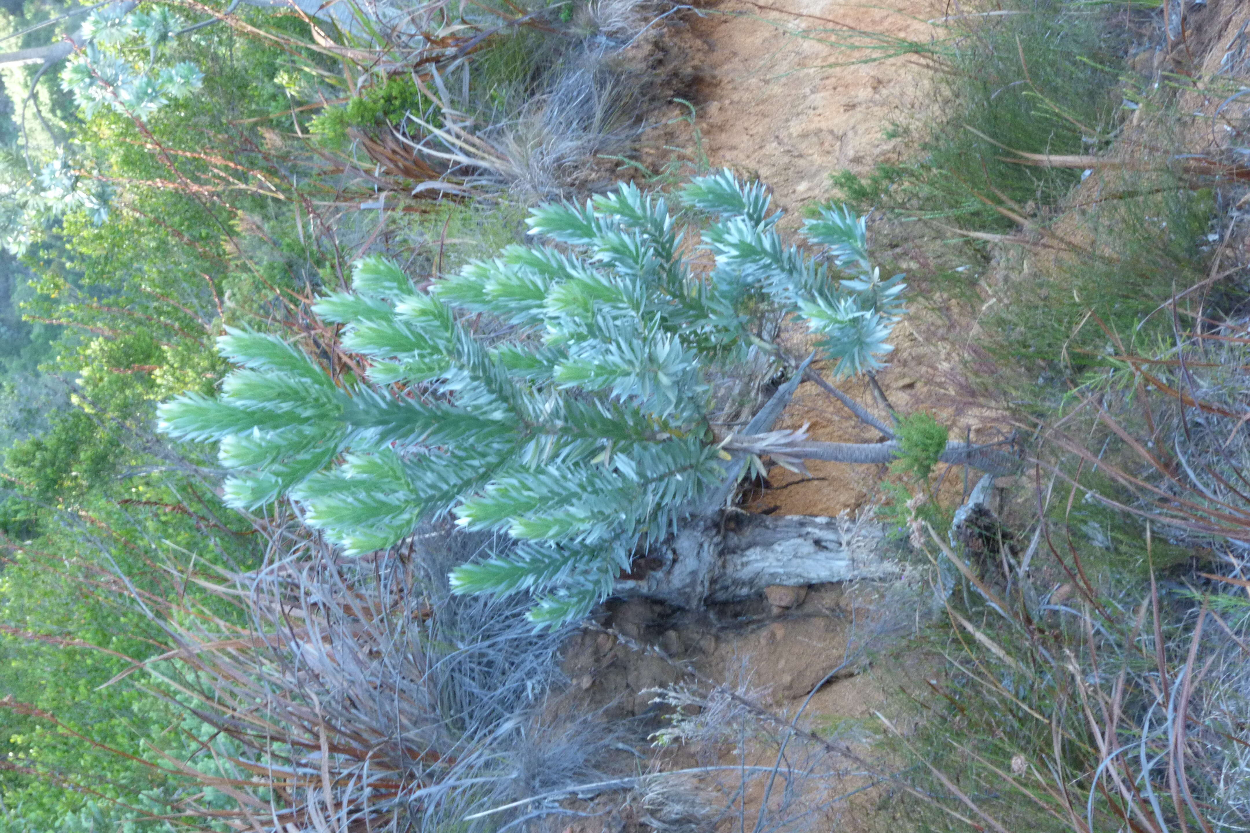 Image of Silver tree