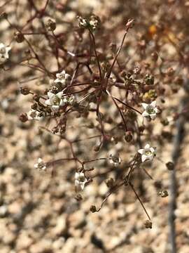 Image de Nemacladus pinnatifidus Greene