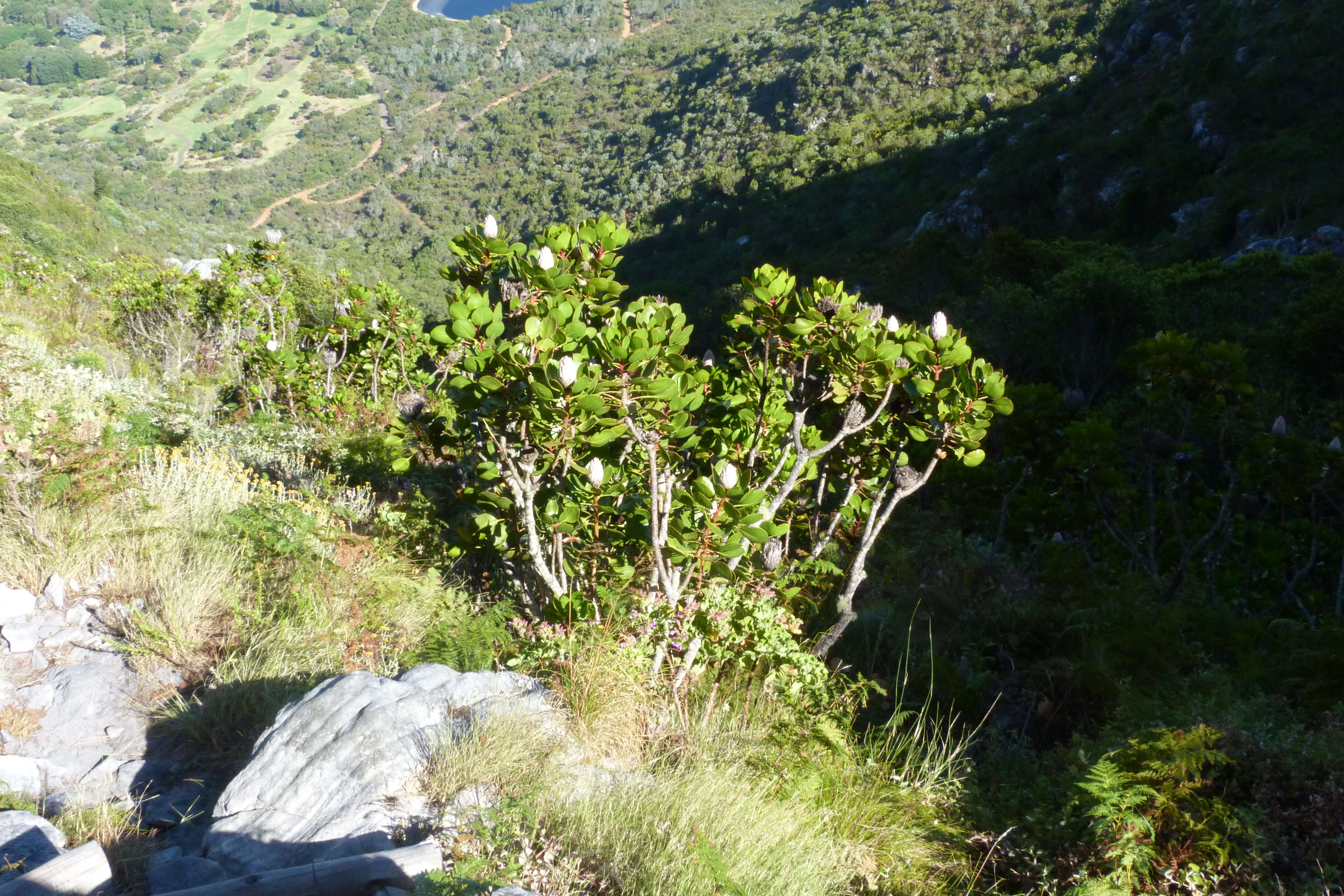 Imagem de Protea cynaroides (L.) L.