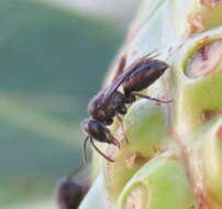 Imagem de Hylaeus difficilis (Perkins 1899)