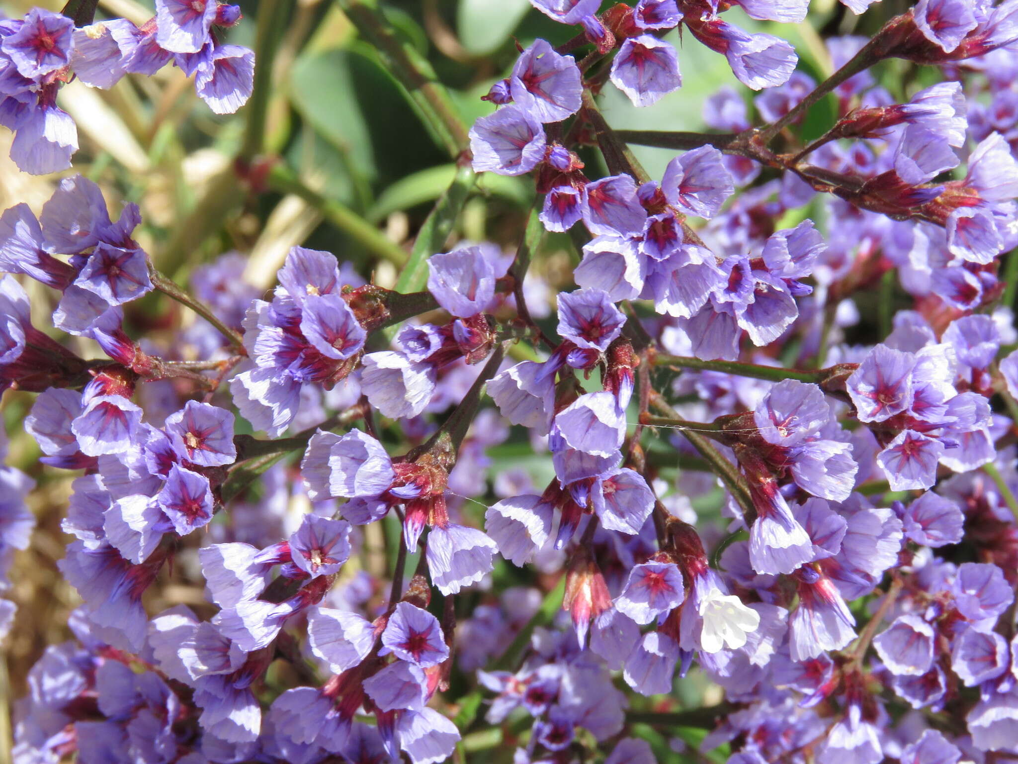 Imagem de Limonium perezii (Stapf) F. T. Hubbard ex L. H. Bailey