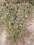 Image of Delosperma peersii Lavis