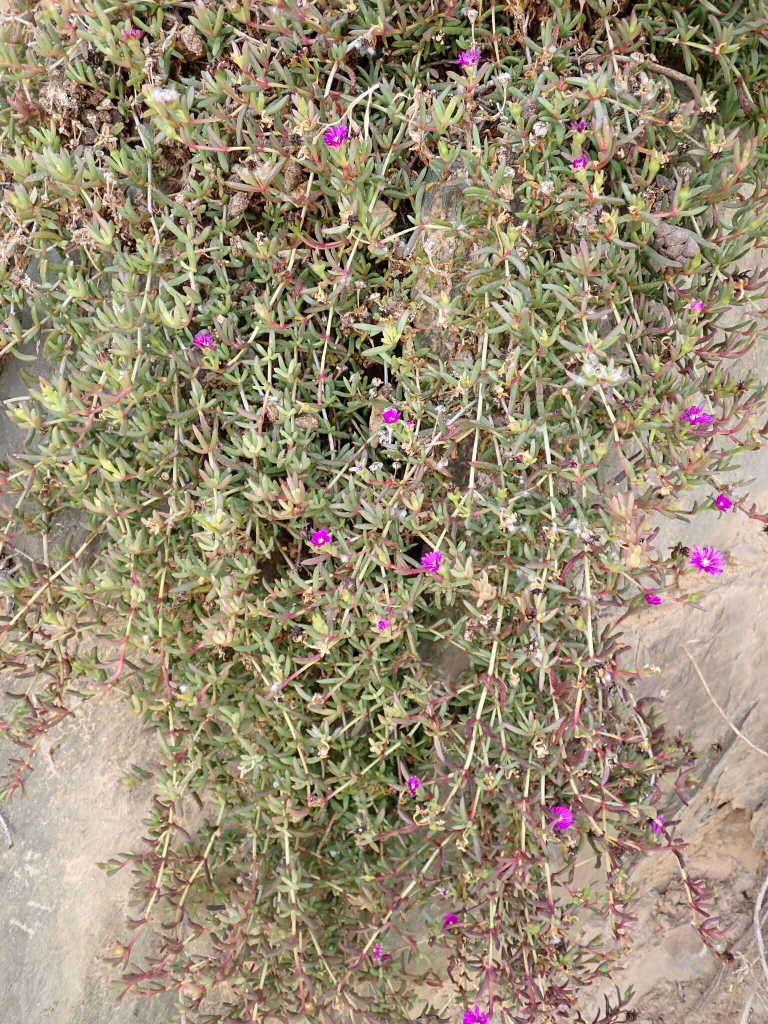 Image of Delosperma peersii Lavis