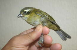 Image of Common Bush Tanager