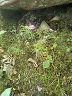 Image of Houstonia longifolia var. tenuifolia (Nutt.) Alph. Wood