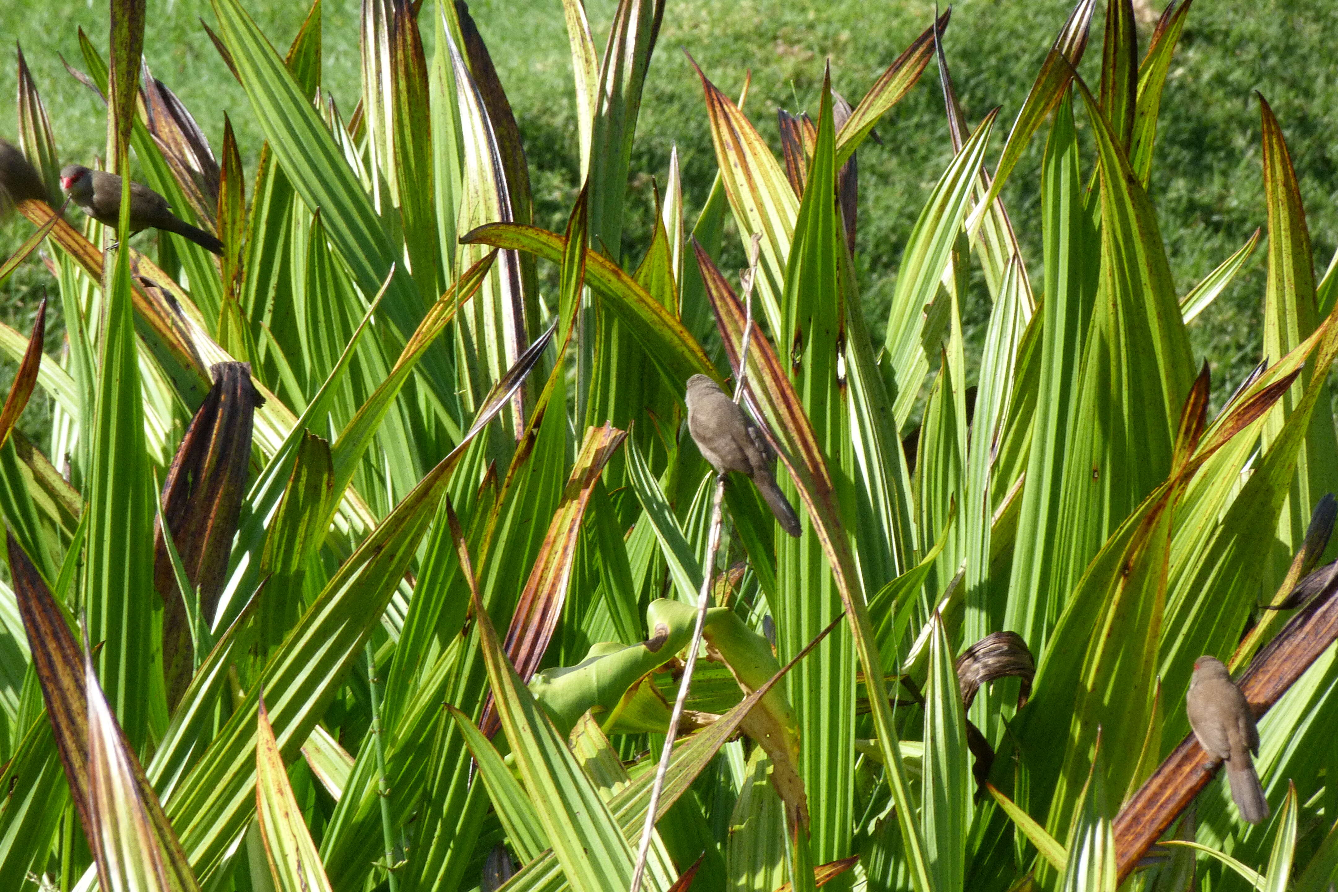 Image of Common Waxbill