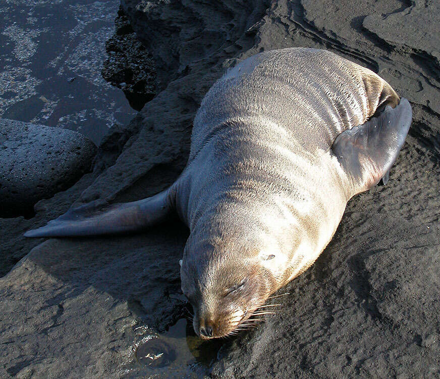 Image de Arctocéphale des Galapagos