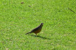 Image of Olive Thrush