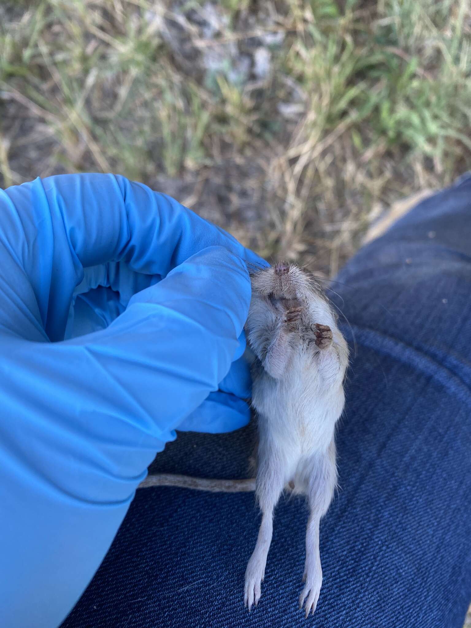 Image of Chihuahuan Desert Pocket Mouse